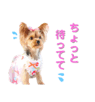 プリンとピノ（個別スタンプ：18）