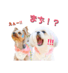 プリンとピノ（個別スタンプ：21）