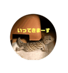 ハチュ好き2（個別スタンプ：1）