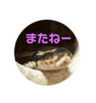 ハチュ好き2（個別スタンプ：2）