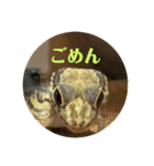 ハチュ好き2（個別スタンプ：5）