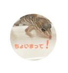 ハチュ好き2（個別スタンプ：6）