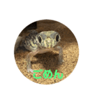 ハチュ好き2（個別スタンプ：11）