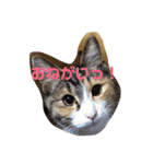 ハムふれんず。（個別スタンプ：3）