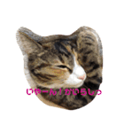 ハムふれんず。（個別スタンプ：7）