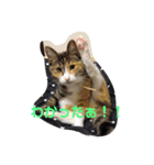 ハムふれんず。（個別スタンプ：9）