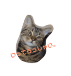 ハムふれんず。（個別スタンプ：17）