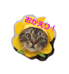 ハムふれんず。（個別スタンプ：19）