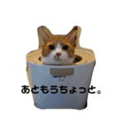 ハムふれんず。（個別スタンプ：24）