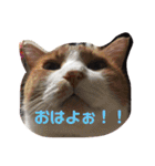 ハムふれんず。（個別スタンプ：25）