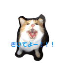 ハムふれんず。（個別スタンプ：29）