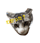 ハムふれんず。（個別スタンプ：38）