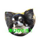 ハムふれんず。（個別スタンプ：40）
