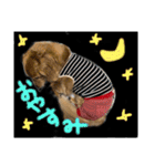 うちのぷ〜ちゃん3（個別スタンプ：28）