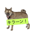 まんぷくコロたん（個別スタンプ：2）