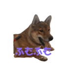 まんぷくコロたん（個別スタンプ：8）