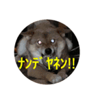 まんぷくコロたん（個別スタンプ：10）