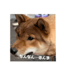 まんぷくコロたん（個別スタンプ：15）