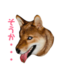 まんぷくコロたん（個別スタンプ：19）