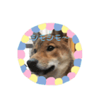 まんぷくコロたん（個別スタンプ：22）