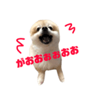 ポメラニアンのケンシロウ（個別スタンプ：2）