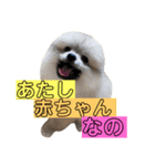 ポメラニアンのケンシロウ（個別スタンプ：6）