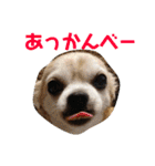 光崎さんちの可愛い子ちゃんたち（個別スタンプ：9）