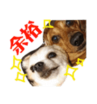 光崎さんちの可愛い子ちゃんたち（個別スタンプ：12）