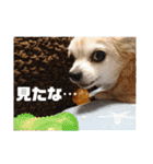 光崎さんちの可愛い子ちゃんたち（個別スタンプ：16）