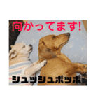 光崎さんちの可愛い子ちゃんたち（個別スタンプ：20）