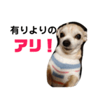 光崎さんちの可愛い子ちゃんたち（個別スタンプ：24）