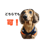 光崎さんちの可愛い子ちゃんたち（個別スタンプ：25）