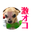 光崎さんちの可愛い子ちゃんたち（個別スタンプ：39）