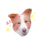 ボーダーコリー！ラグちゃんのスタンプ（個別スタンプ：2）