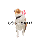 ボーダーコリー！ラグちゃんのスタンプ（個別スタンプ：3）
