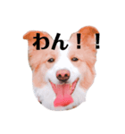 ボーダーコリー！ラグちゃんのスタンプ（個別スタンプ：5）