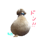 我が家の御犬様モカちゃん（個別スタンプ：1）