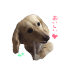 我が家の御犬様モカちゃん（個別スタンプ：2）