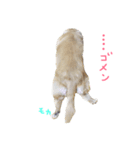 我が家の御犬様モカちゃん（個別スタンプ：3）