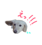 我が家の御犬様モカちゃん（個別スタンプ：4）