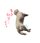 我が家の御犬様モカちゃん（個別スタンプ：5）