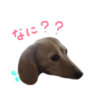 我が家の御犬様モカちゃん（個別スタンプ：6）