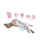 我が家の御犬様モカちゃん（個別スタンプ：7）