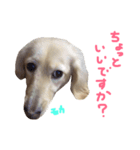 我が家の御犬様モカちゃん（個別スタンプ：8）