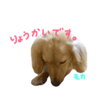 我が家の御犬様モカちゃん（個別スタンプ：9）