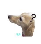 我が家の御犬様モカちゃん（個別スタンプ：10）