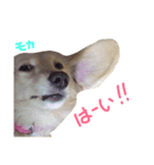 我が家の御犬様モカちゃん（個別スタンプ：11）