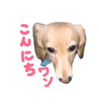 我が家の御犬様モカちゃん（個別スタンプ：15）