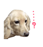 我が家の御犬様モカちゃん（個別スタンプ：16）