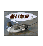 イロ鳥撮り2（個別スタンプ：1）
